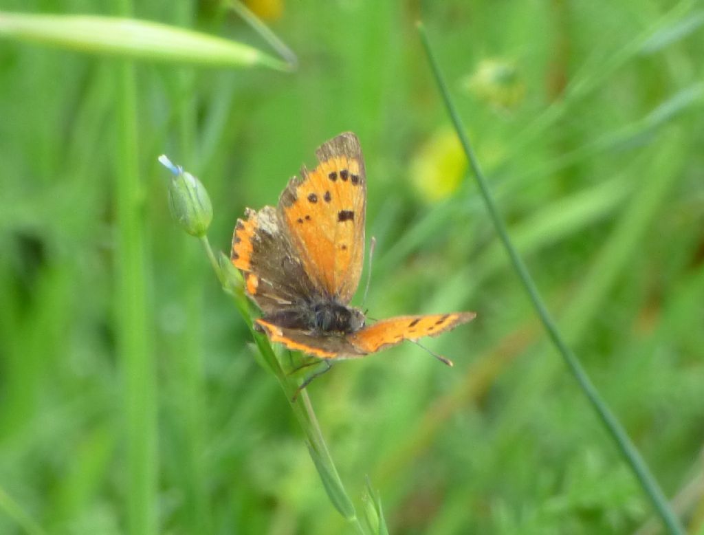 Lycaena?